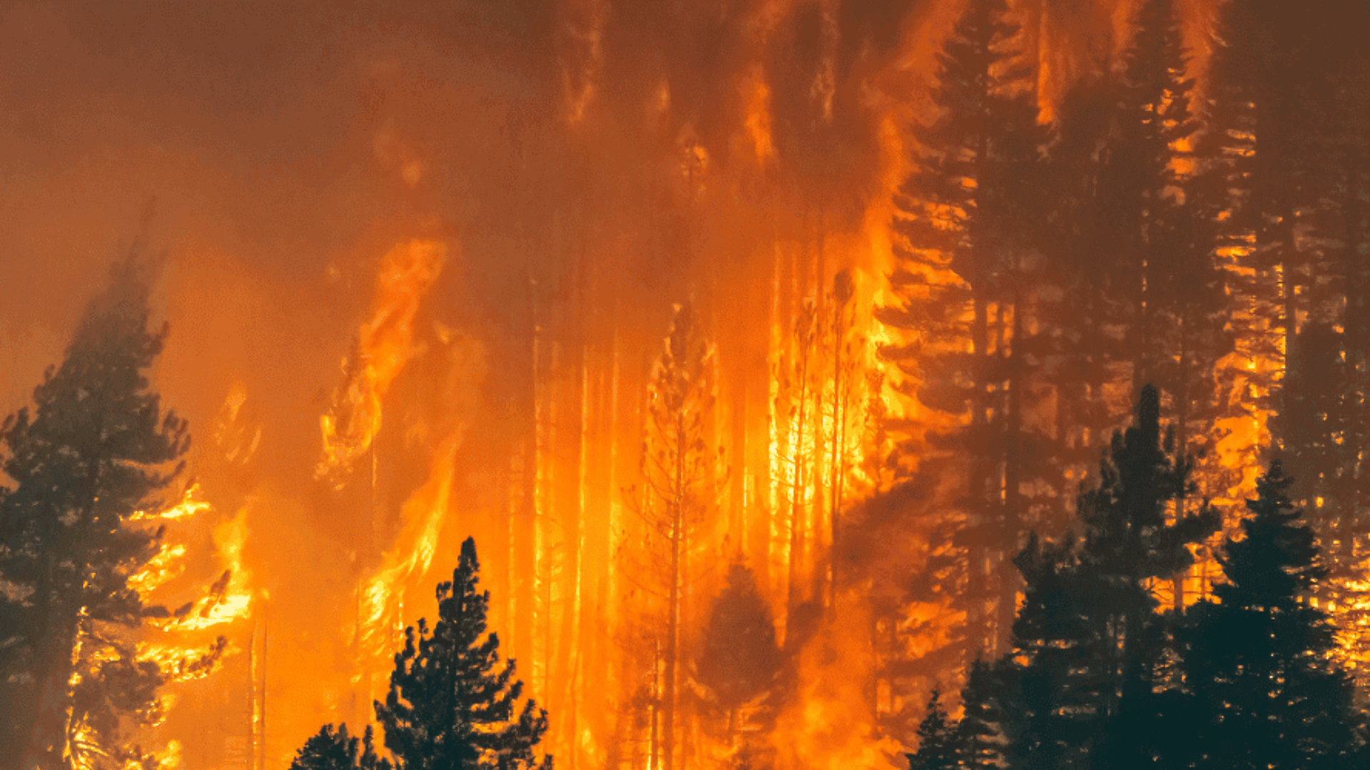 Waldbrand in der Schweiz - Statistiken, Gründe, Herausforderungen für Feuerwehren