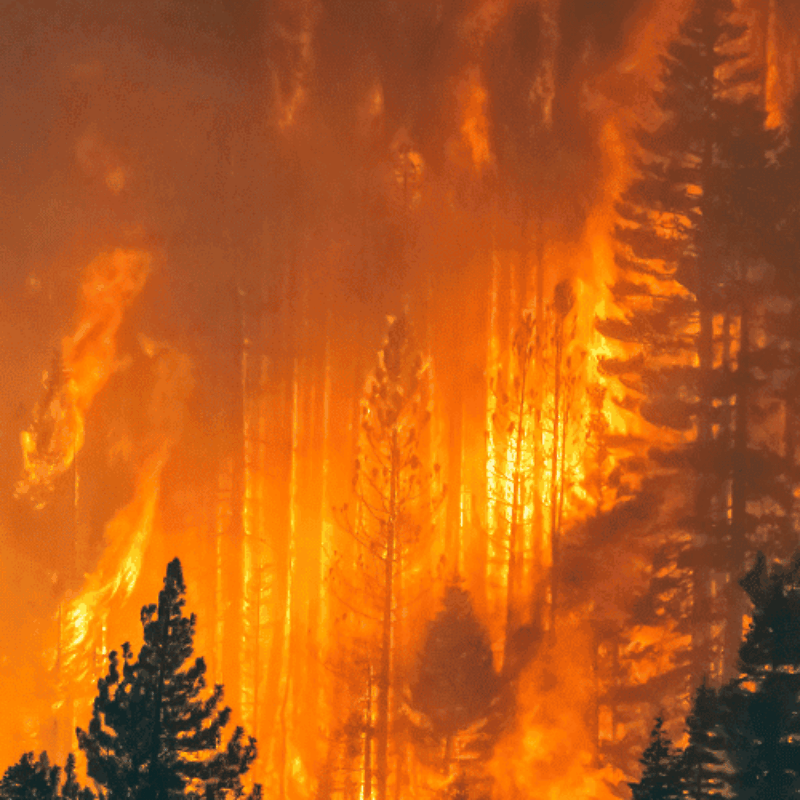 Waldbrand in der Schweiz - Statistiken, Gründe, Herausforderungen für Feuerwehren